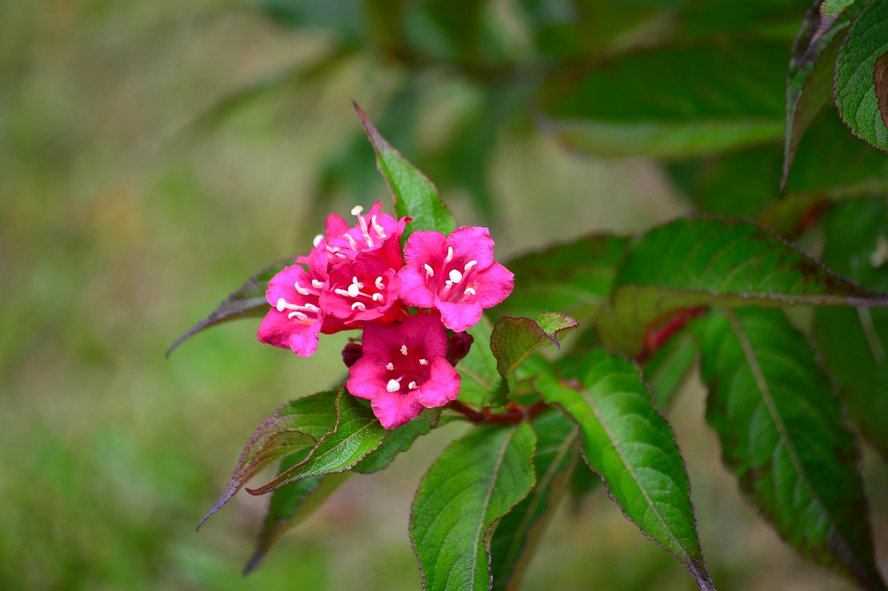 flowers  rosa  nature free photo