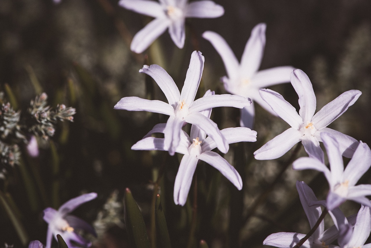 flowers  white  spring free photo