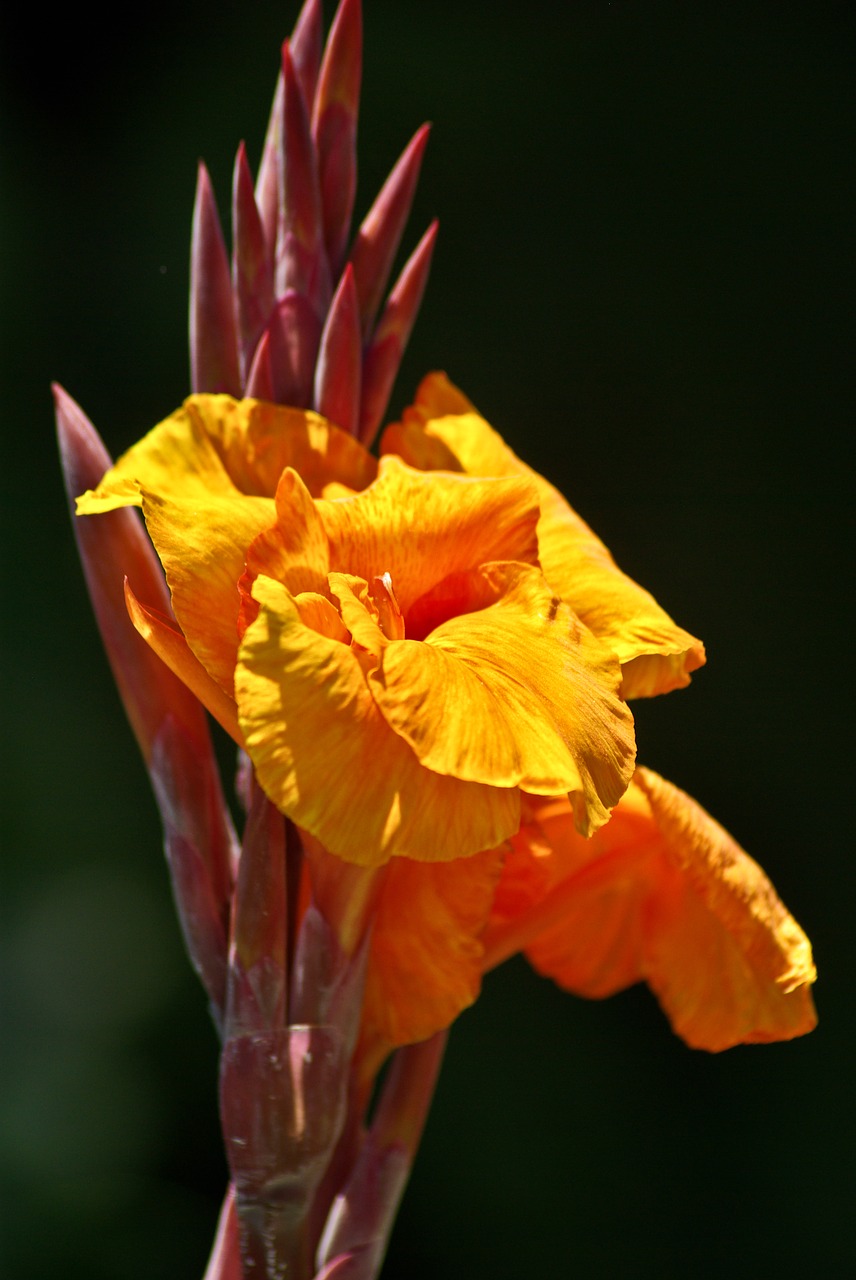 flowers  orange  garden free photo