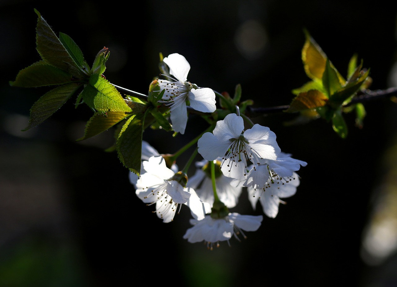 flowers  white  casey free photo