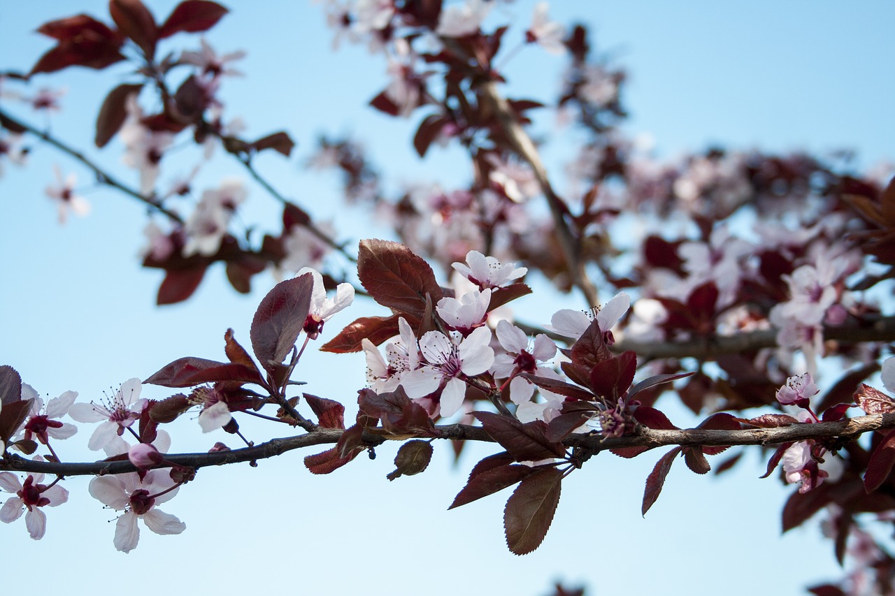 flowers  spring  nature free photo