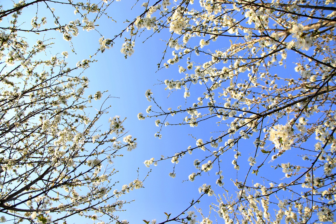 flowers  white  casey free photo