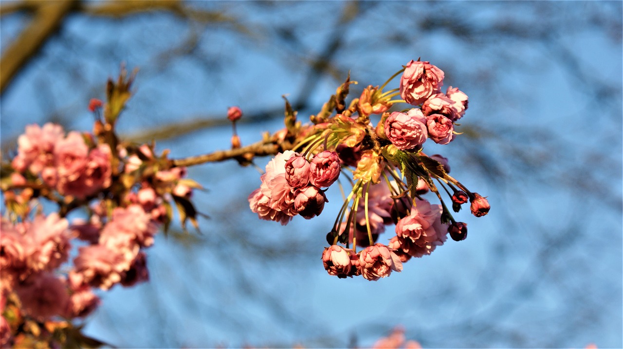 flowers  blossom  japanese cherry free photo