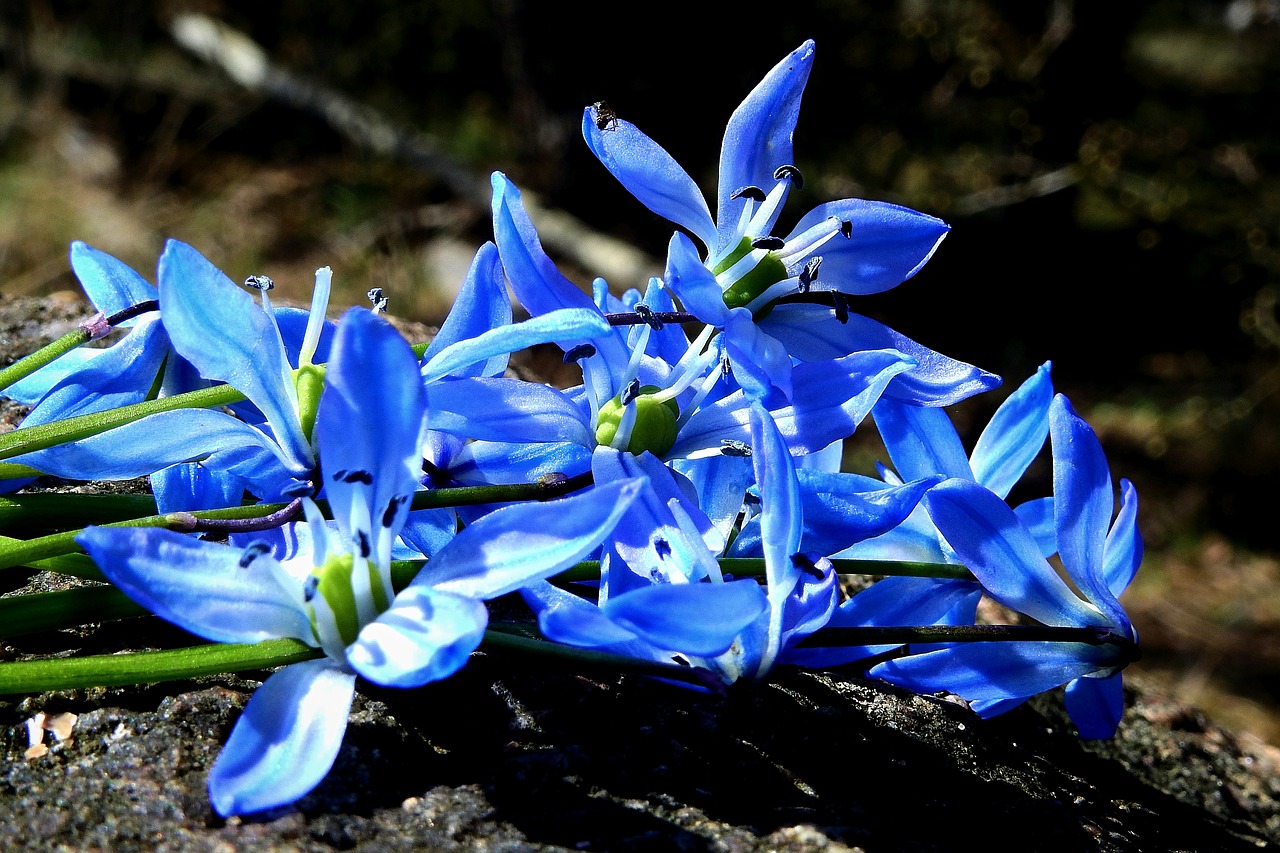 flowers  nature  beauty free photo