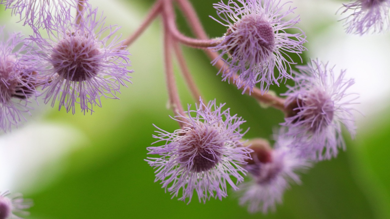 flowers  lilac  spring free photo