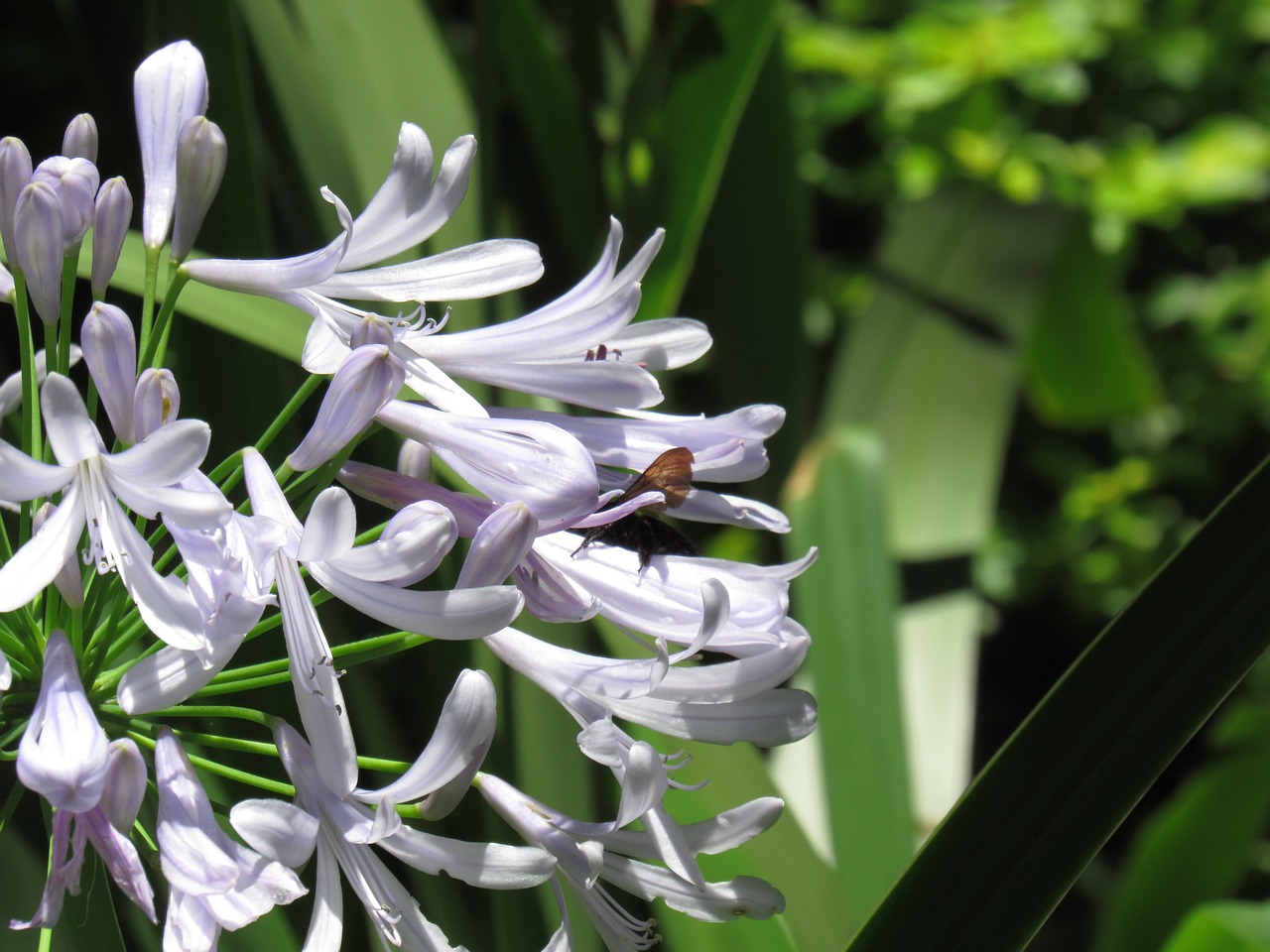 flowers  bee  insect free photo