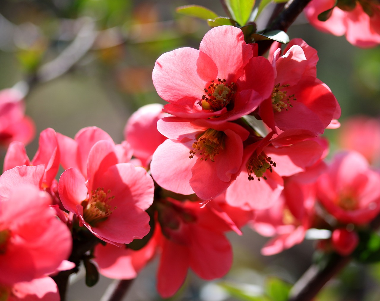 flowers  red  casey free photo