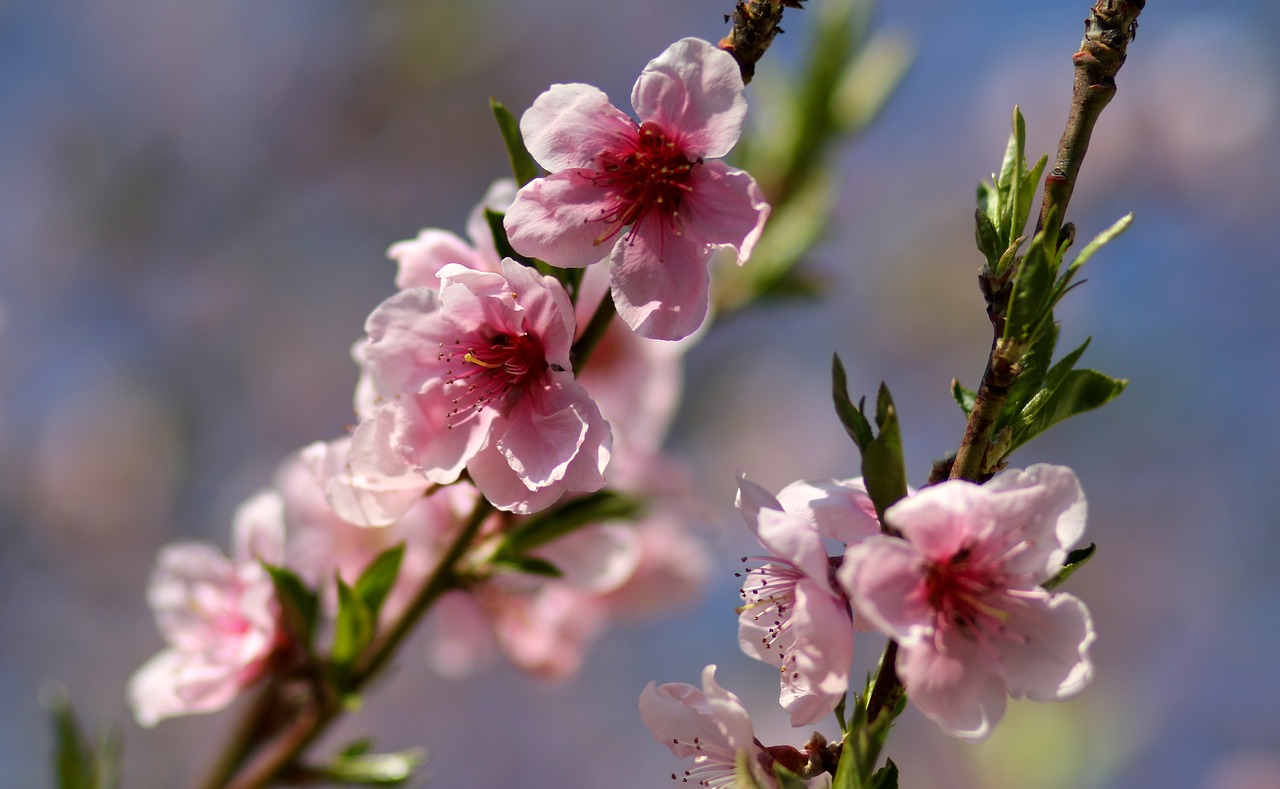 flowers  pink  casey free photo