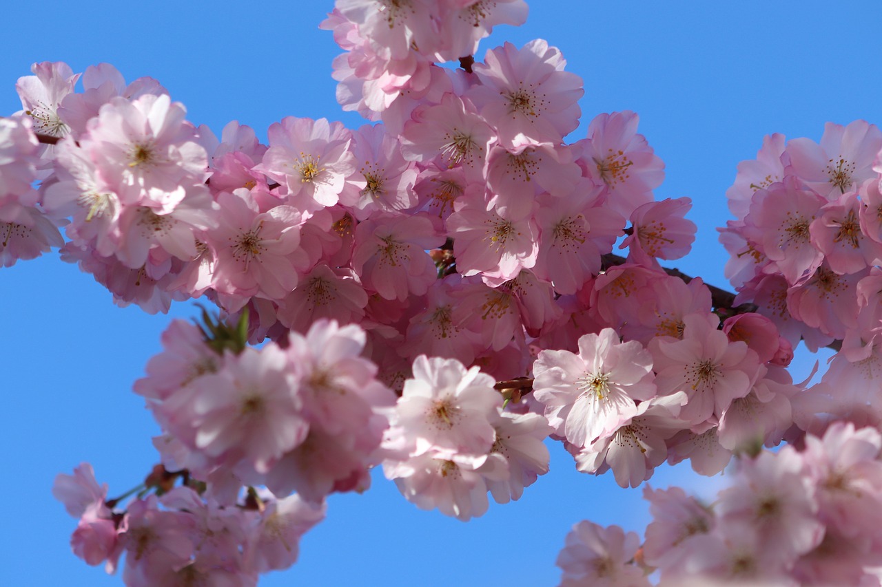 flowers  cherry blossom  pink free photo
