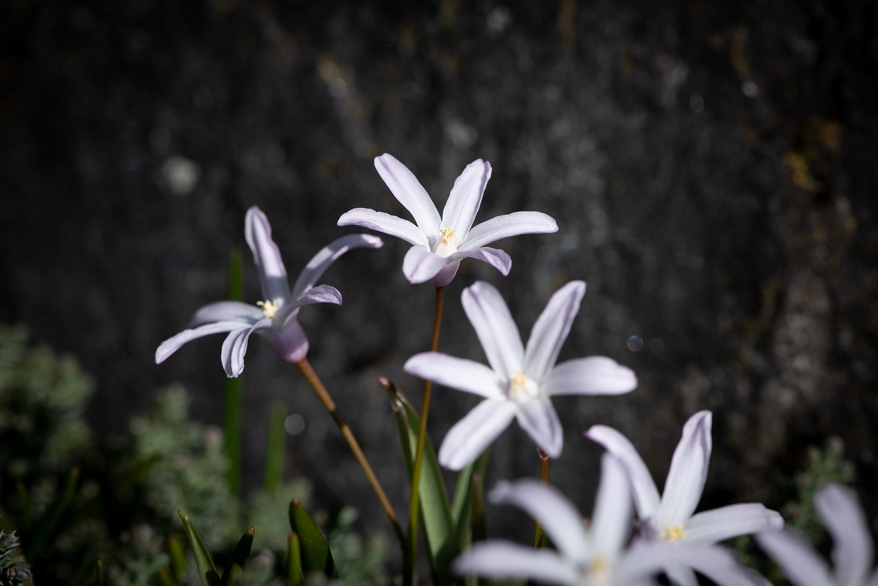 flowers  white  small flowers free photo