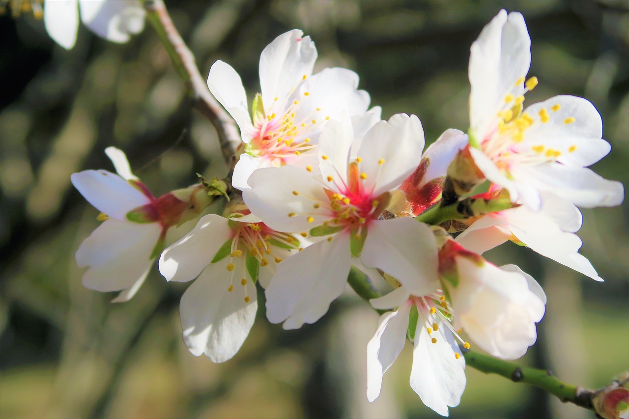 flowers  nature  tree free photo