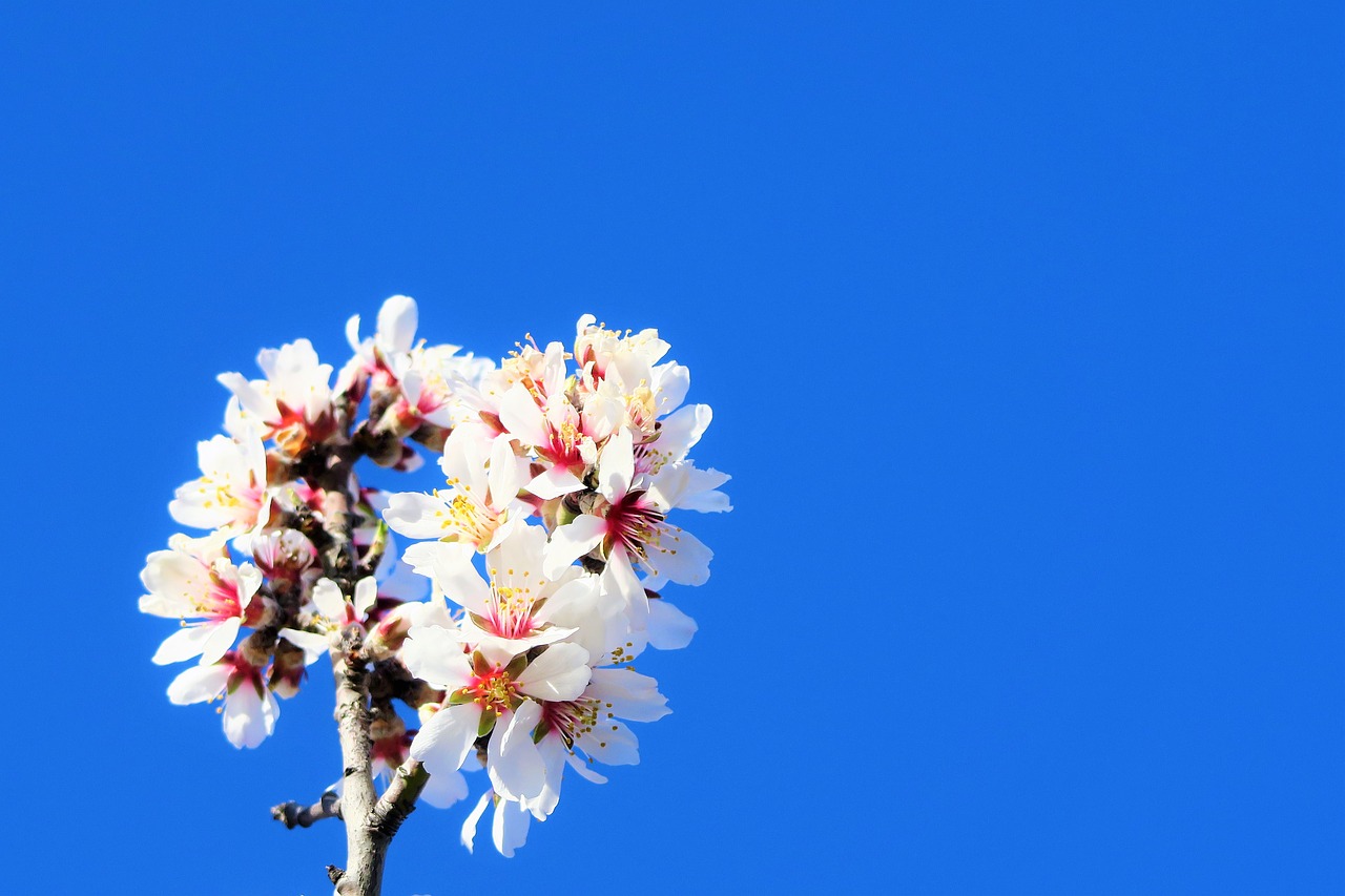 flowers  nature  tree free photo