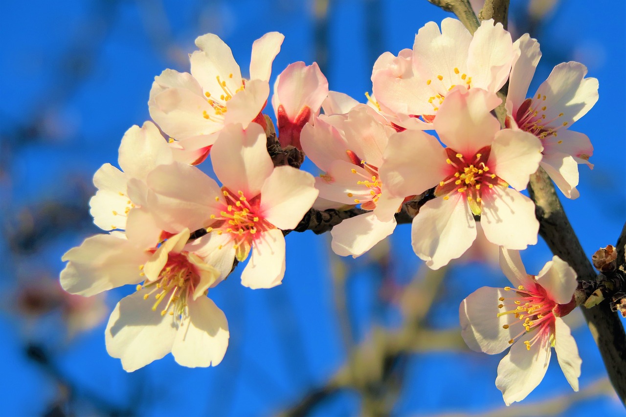 flowers  nature  tree free photo