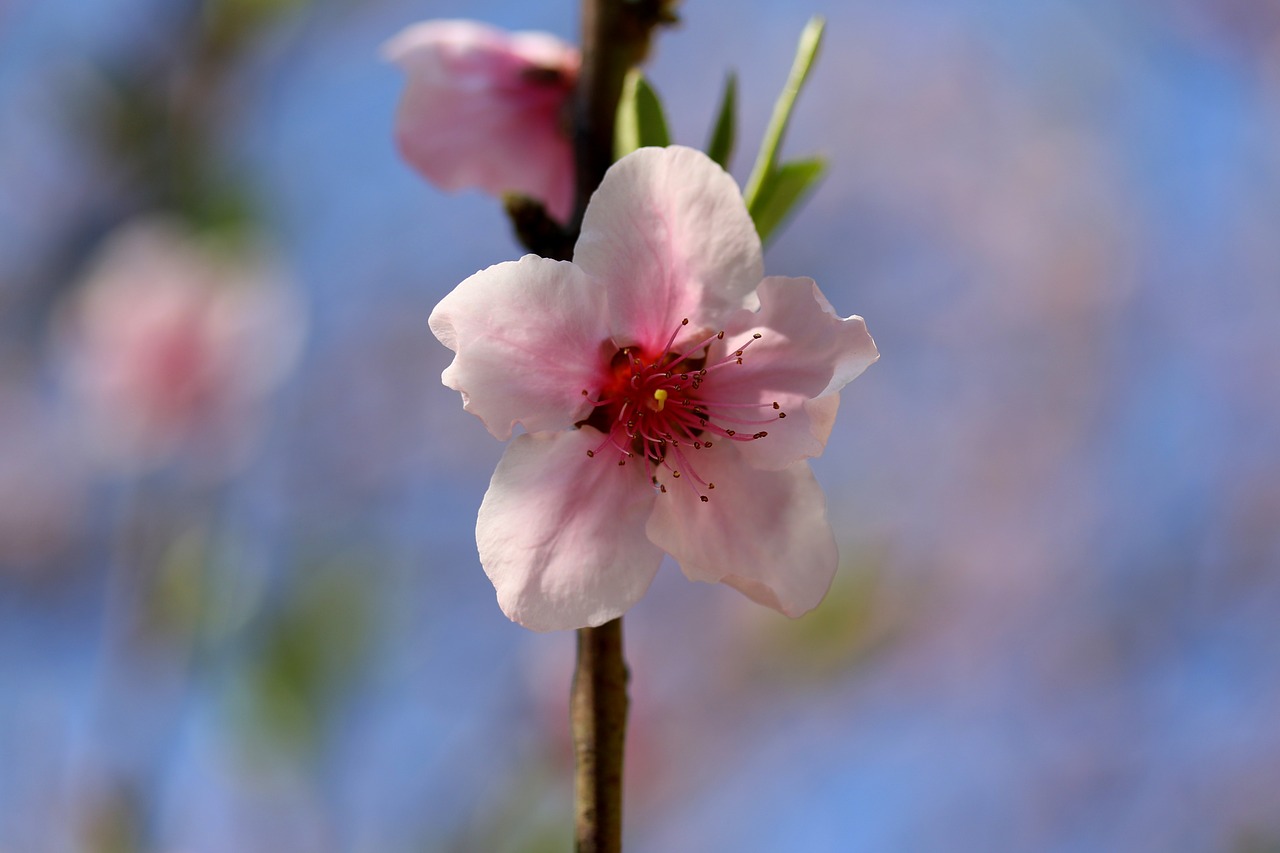 flowers  red  casey free photo