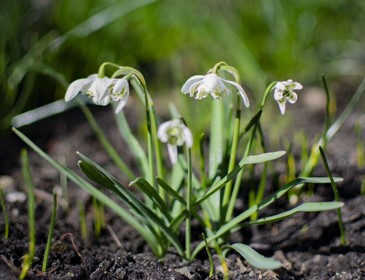 flowers  snowdrops  spring free photo