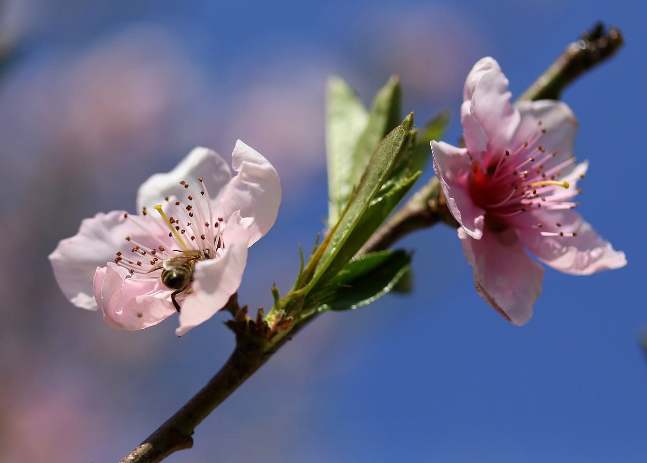 flowers  pink  casey free photo