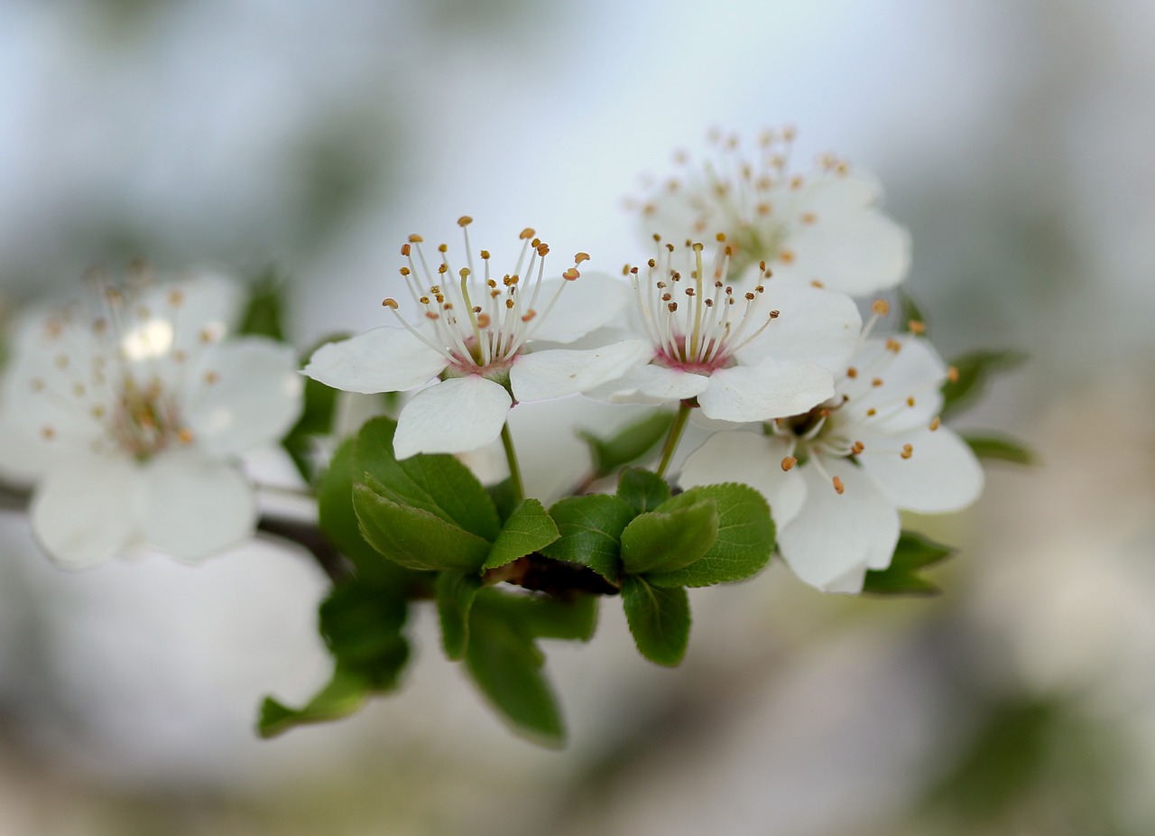 flowers  white  casey free photo