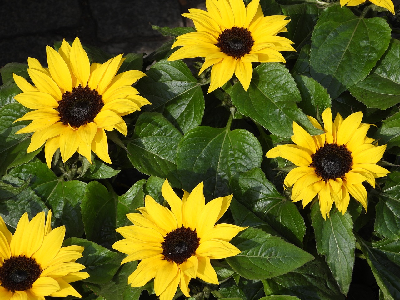 flowers  sunflowers  potted free photo