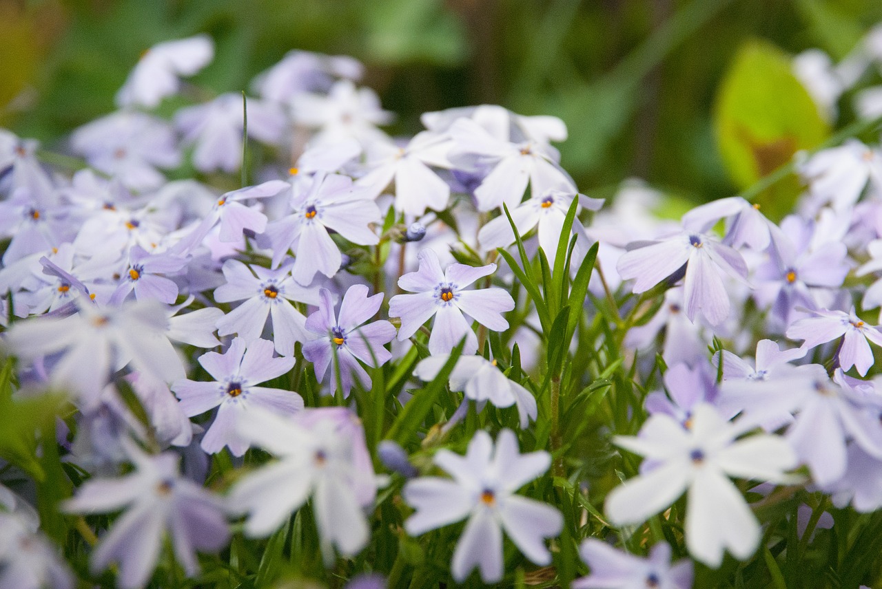 flowers  spring  garden free photo