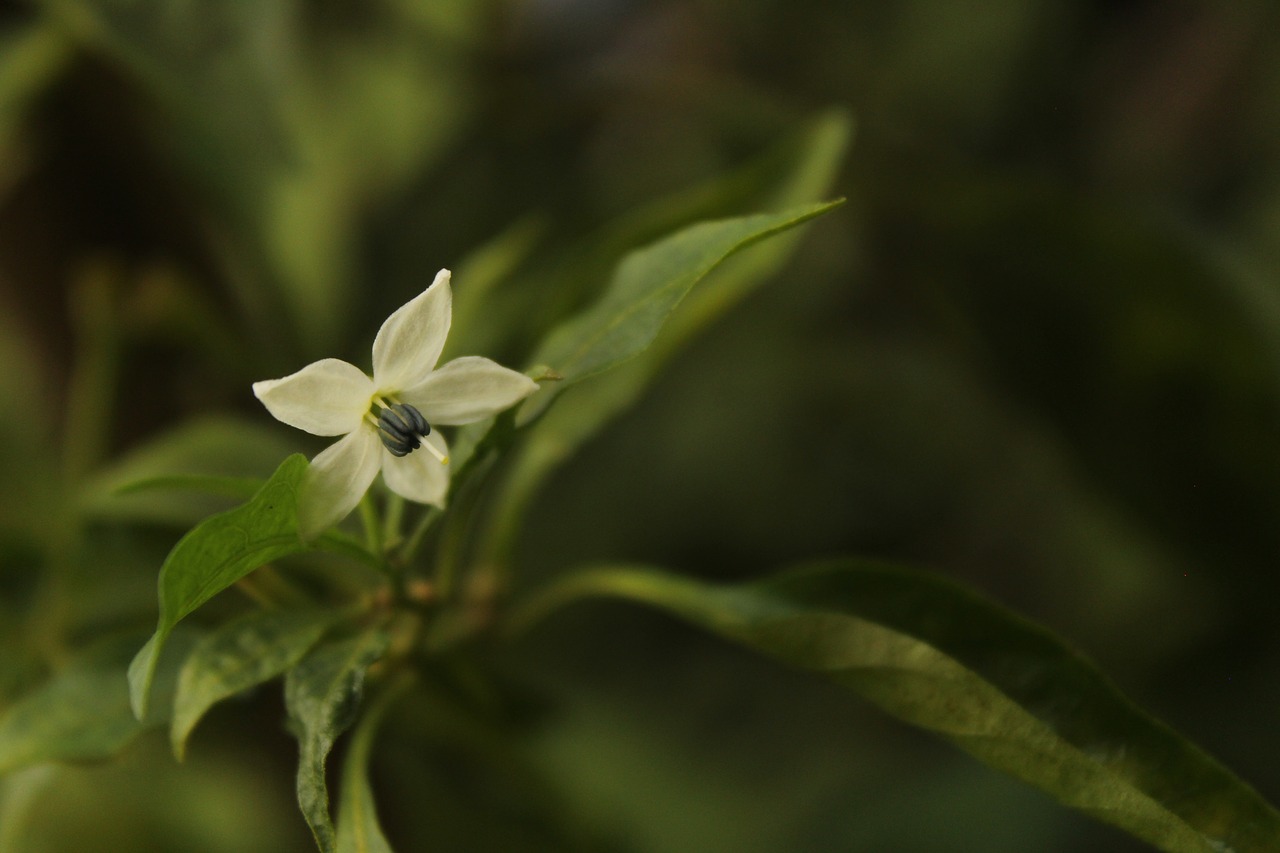 flowers  plant  nature free photo