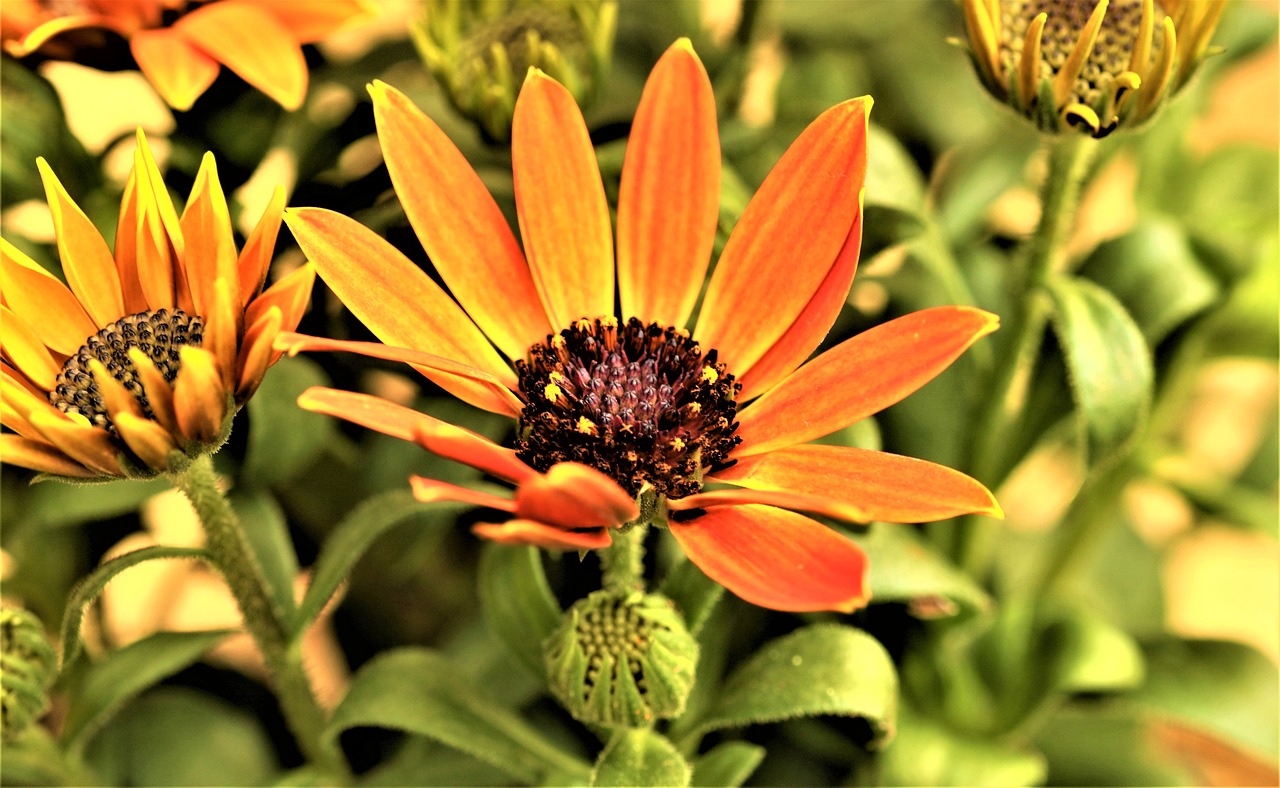 flowers  plant  floral free photo