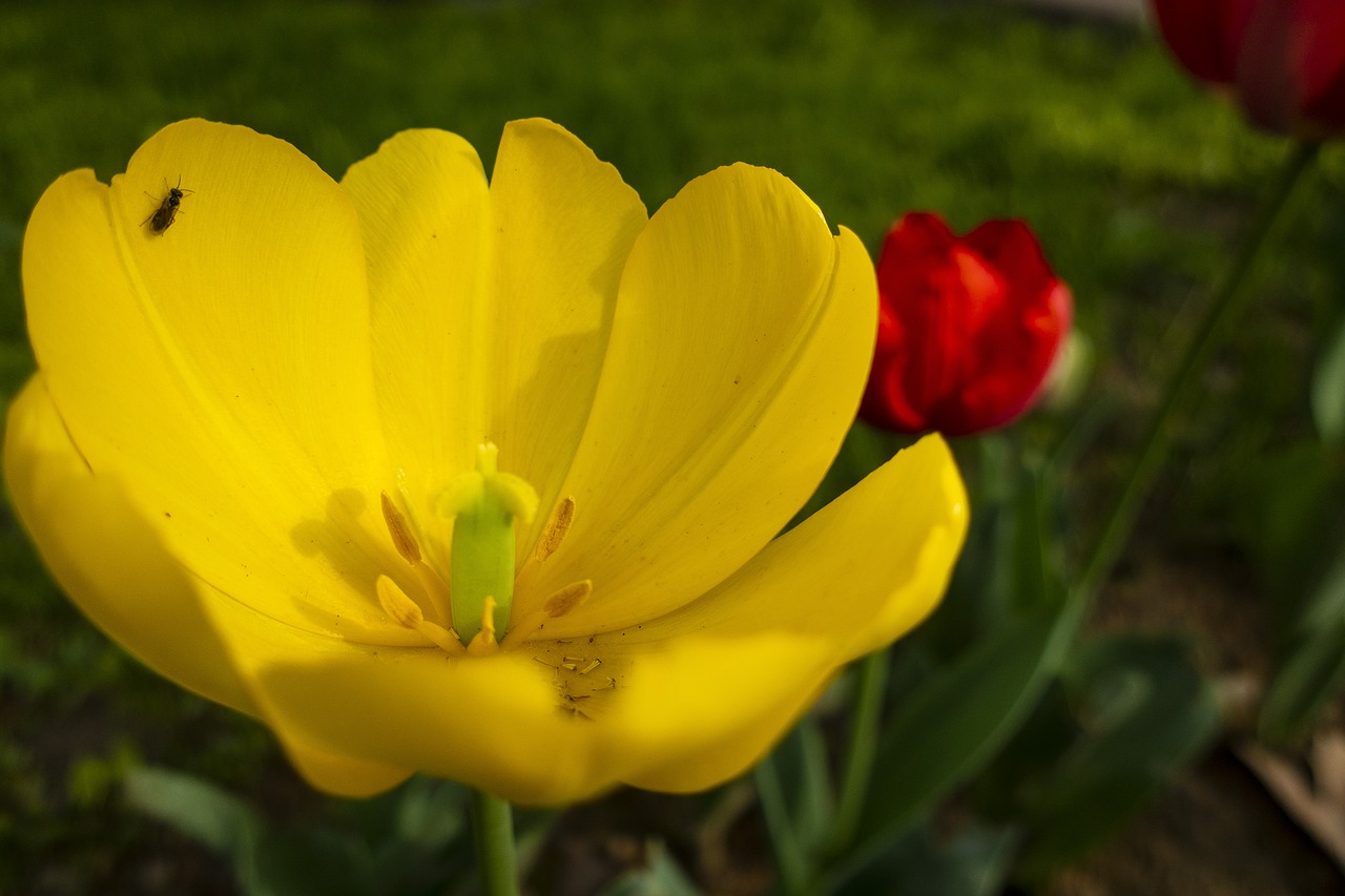 flowers  spring  yellow free photo