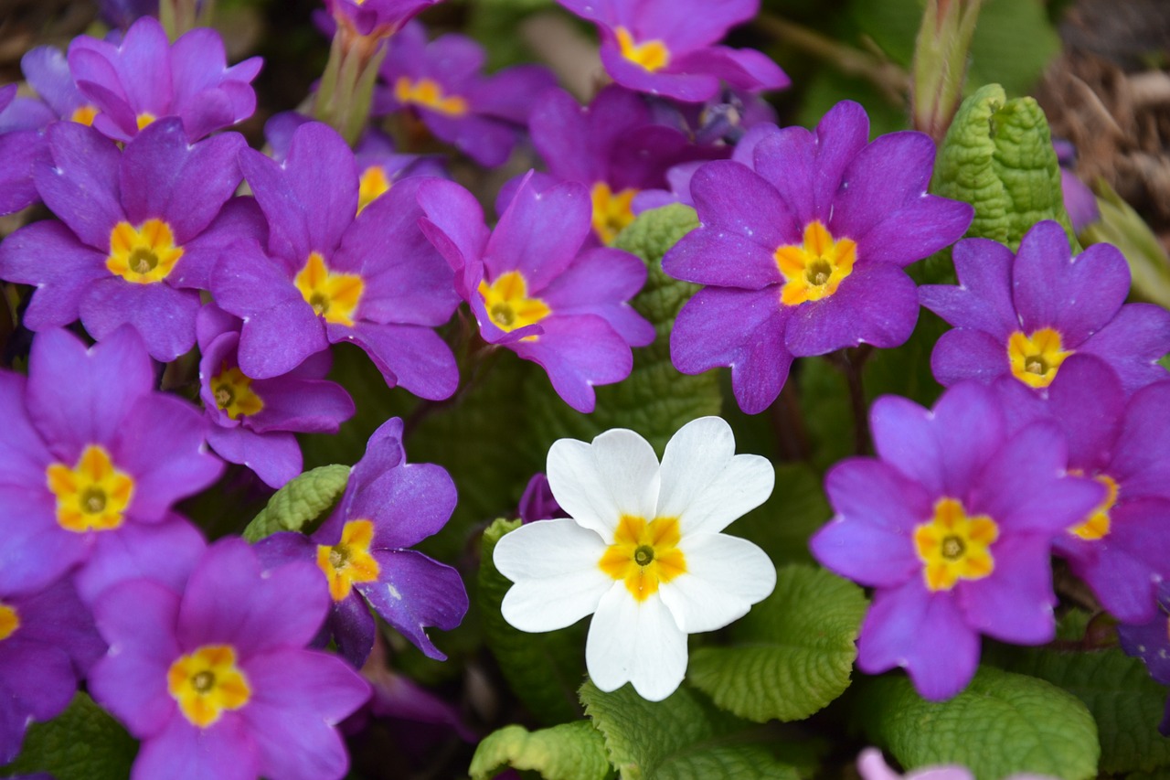 flowers  spring  primroses free photo