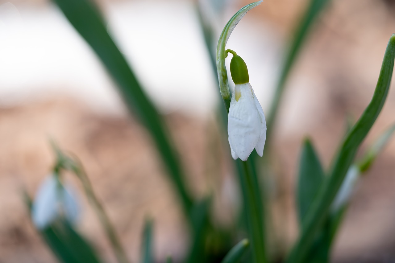 flowers  snowdrops  macro free photo