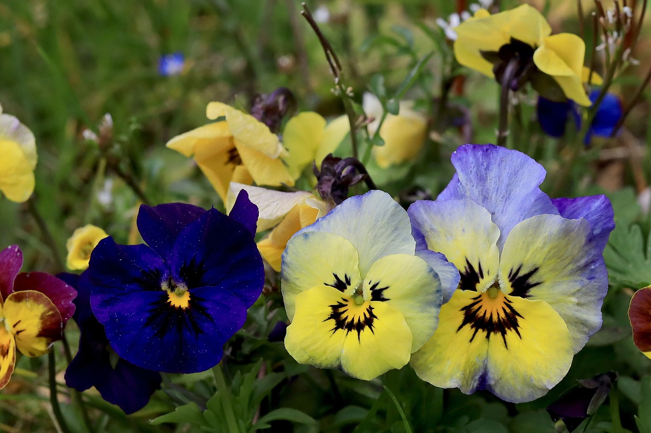 flowers  pansy  nature free photo