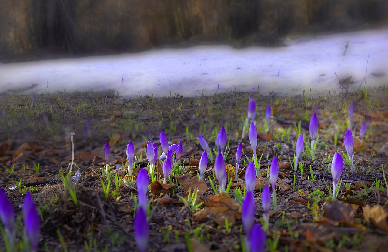 flowers  snow  mountain free photo