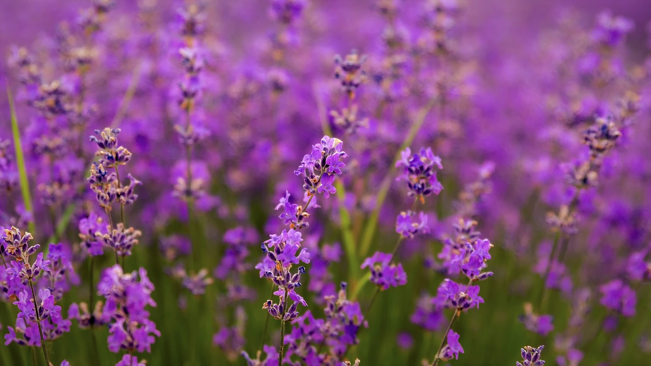 flowers  lavender  purple free photo