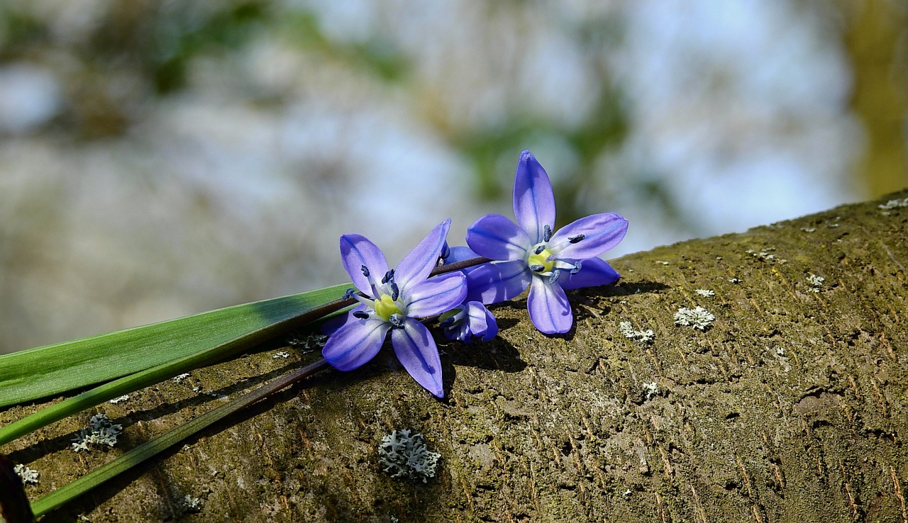 flowers  blue  figure free photo