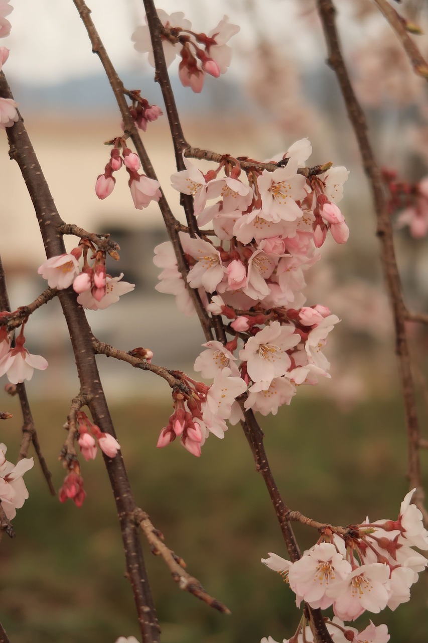 flowers  cherry blossoms  flowering free photo