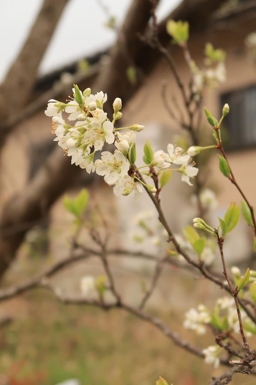 flowers  cherry blossoms  white free photo