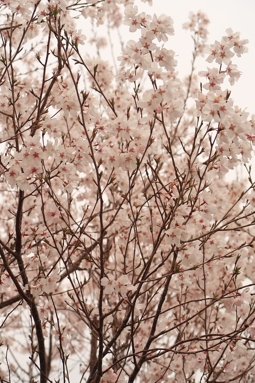 flowers  wood  branch free photo