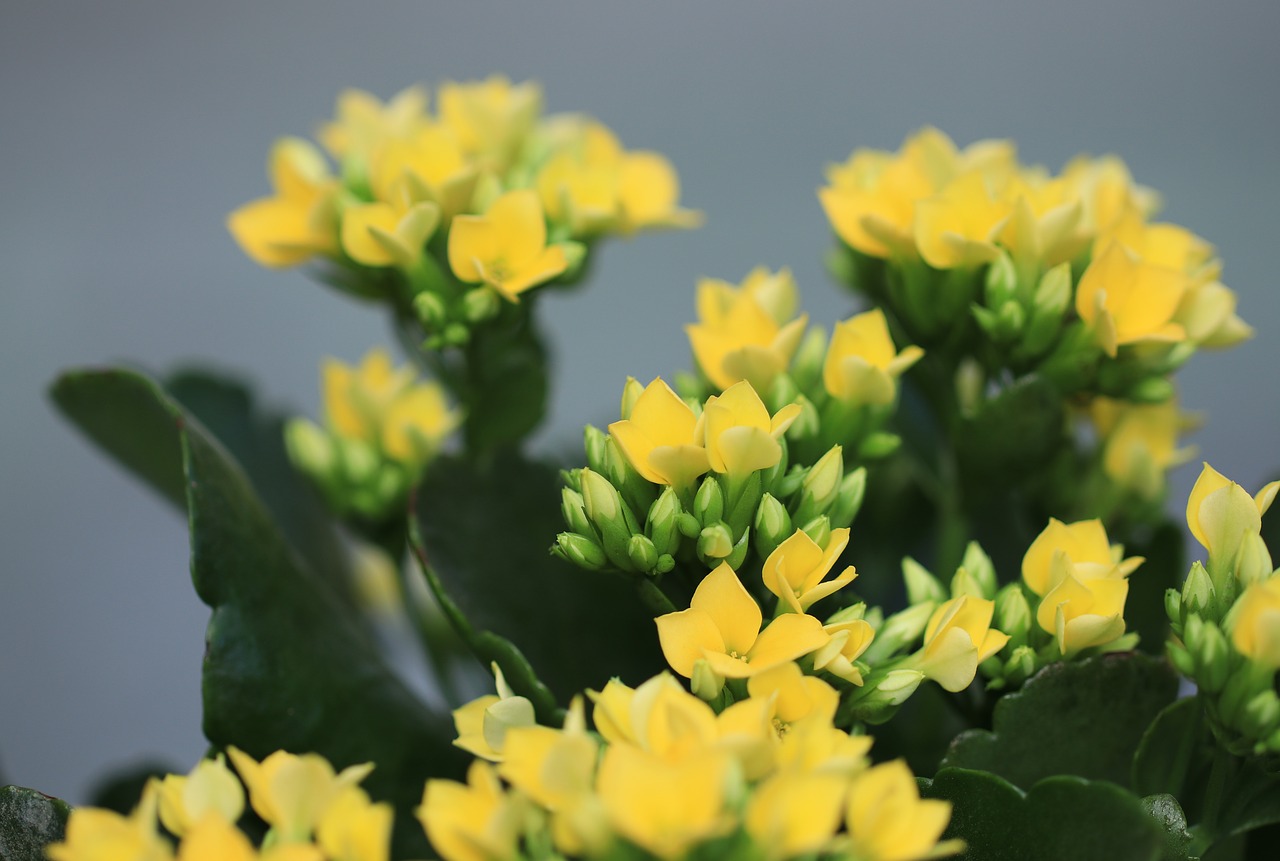 flowers  yellow  crassula and therefore free photo