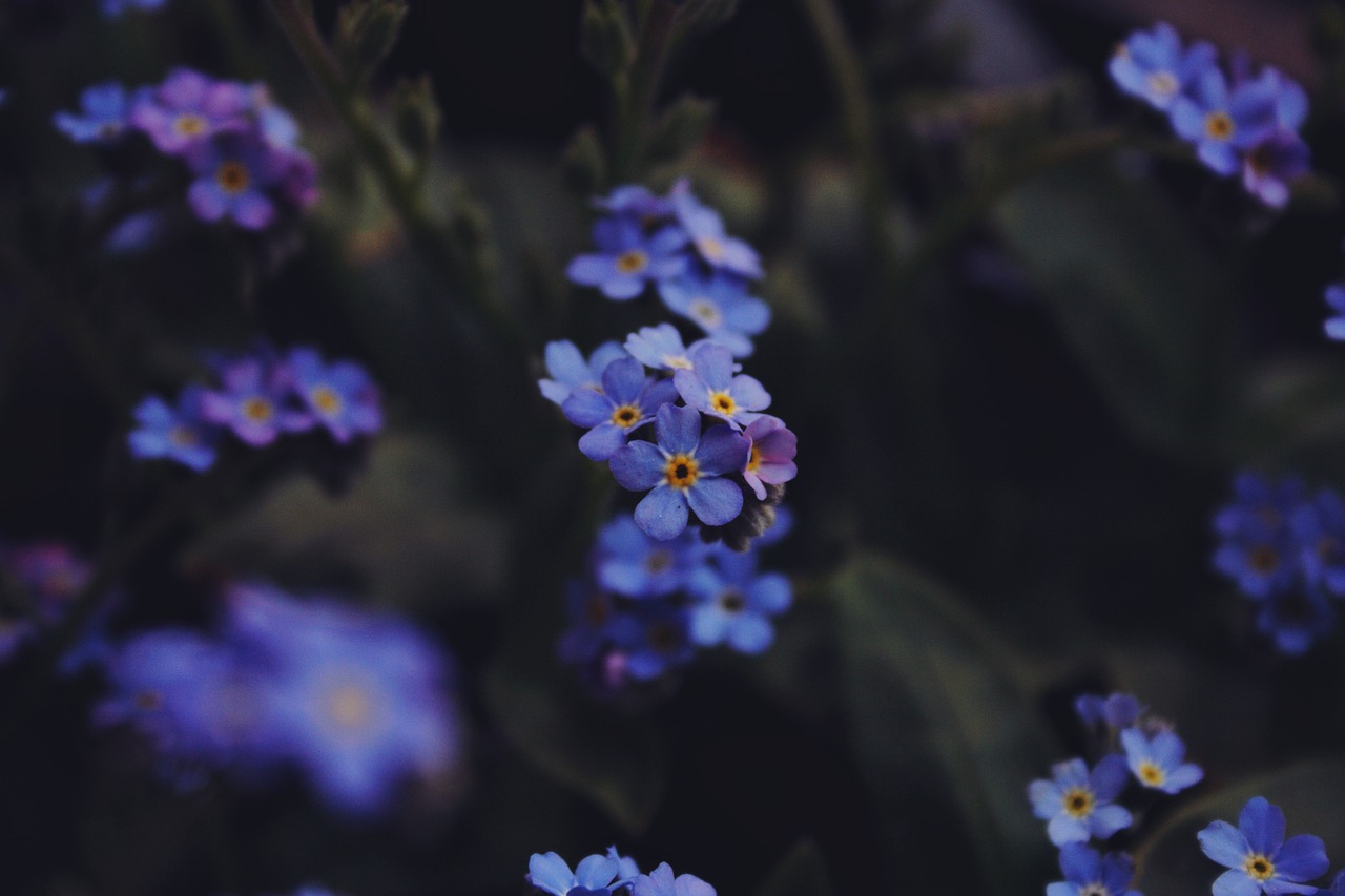 flowers  macro  blue free photo