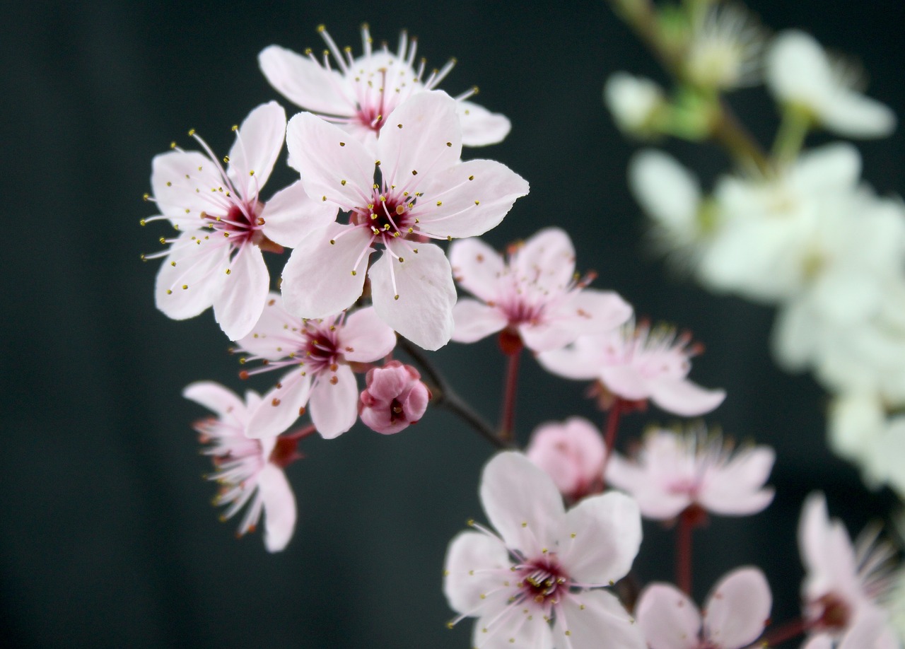 flowers  spring  pink free photo