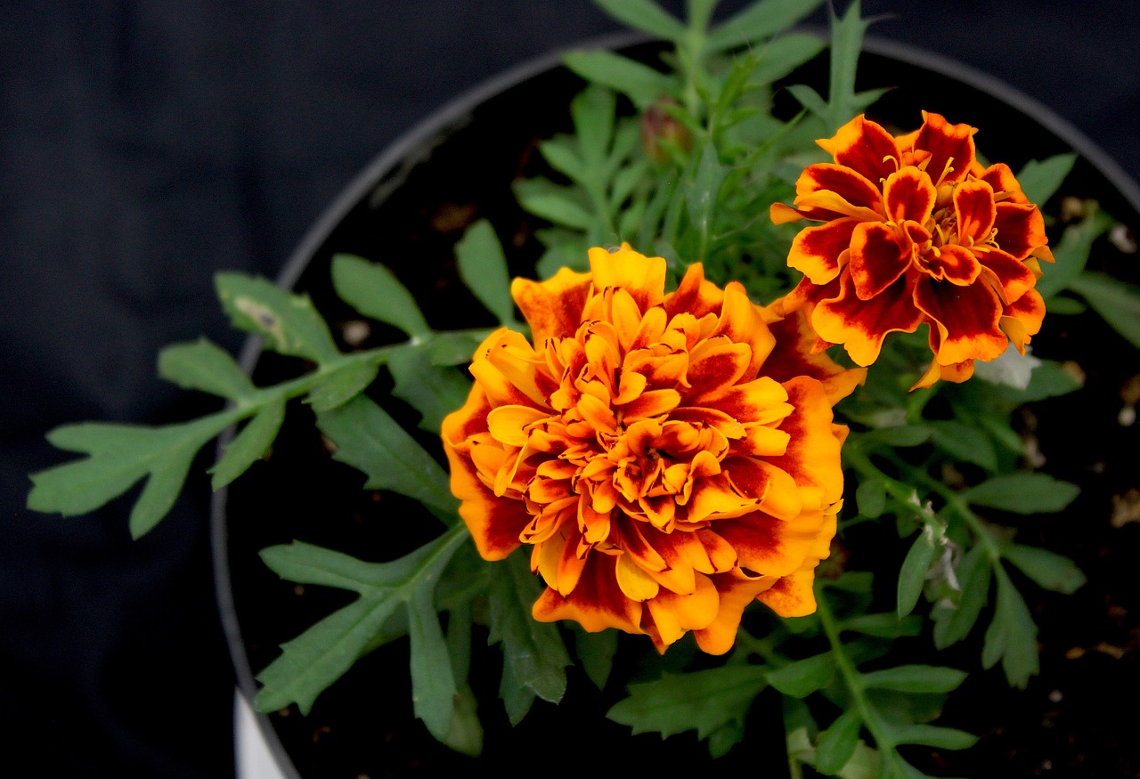 flowers  orange  flower pot free photo