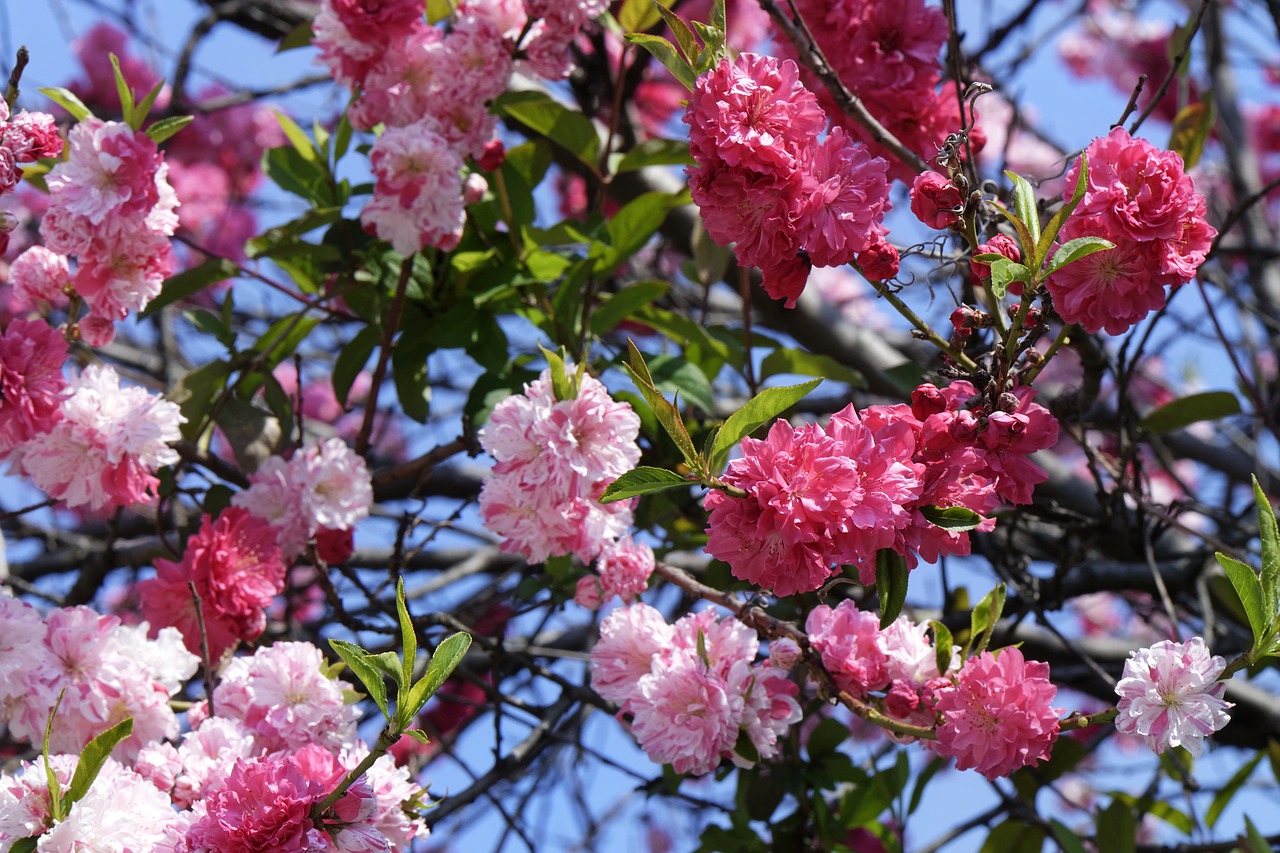 flowers  blooming  cherry free photo