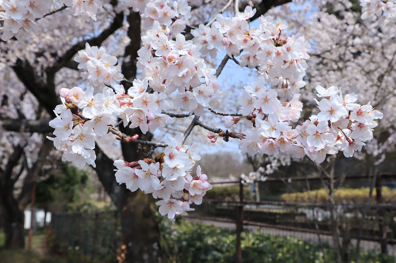 flowers  cherry blossoms  flowering free photo