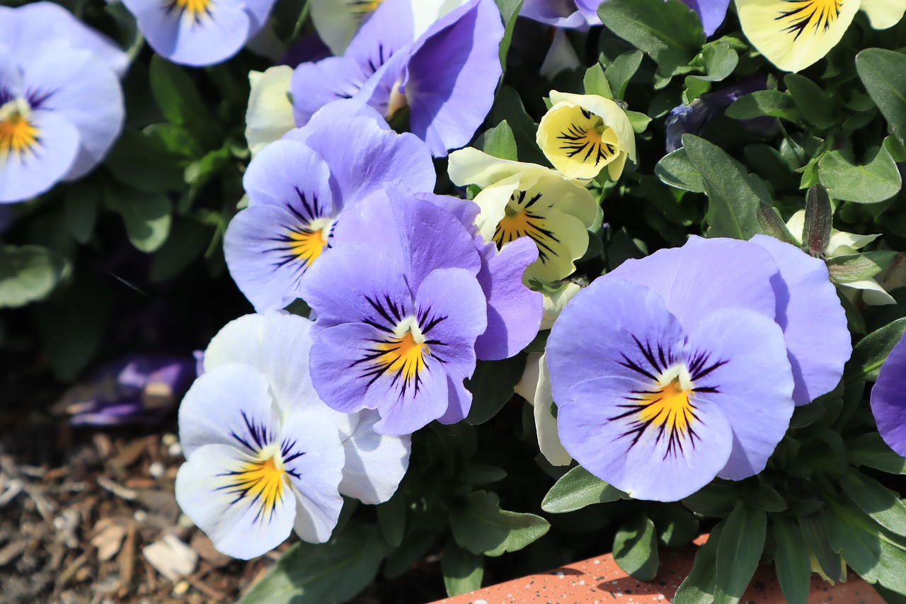 flowers  pansy  purple free photo