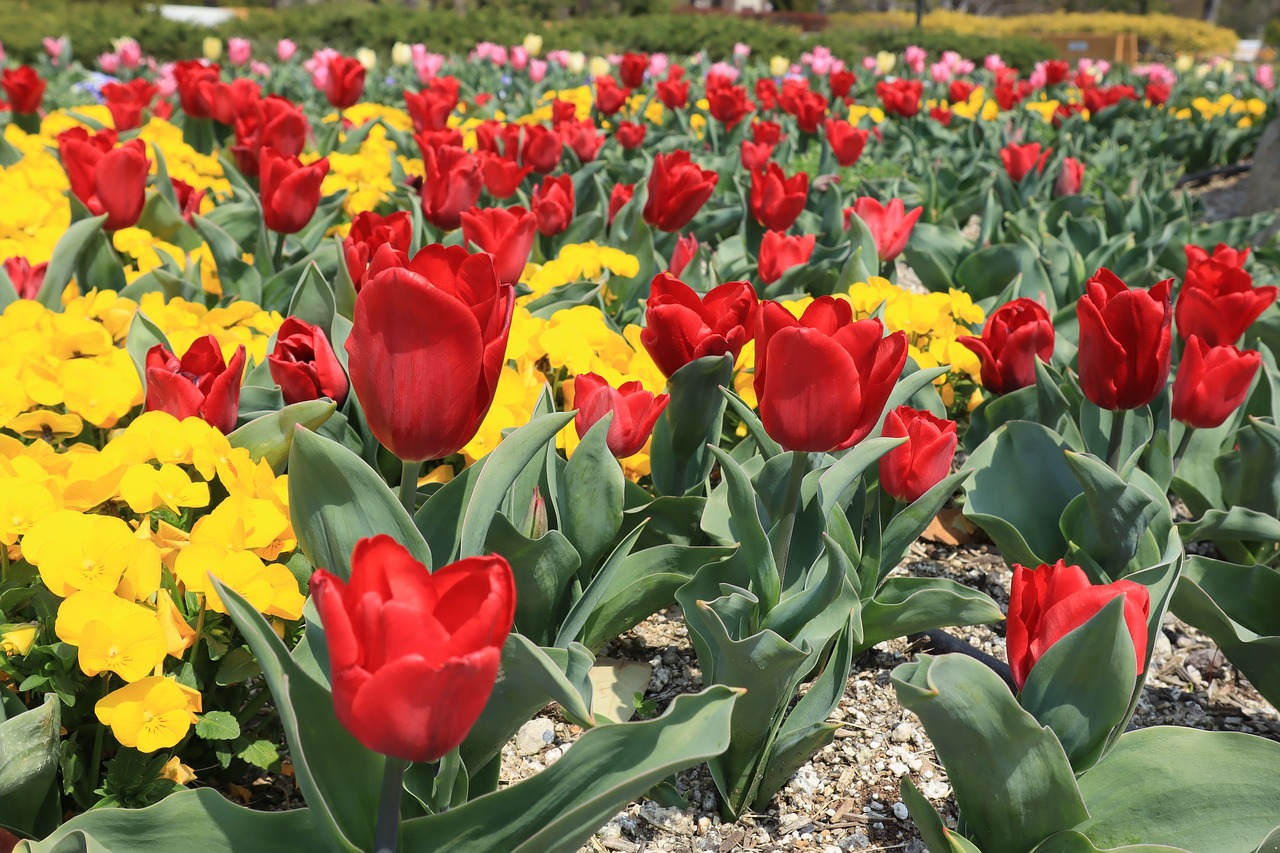 flowers  flower bed  tulip free photo