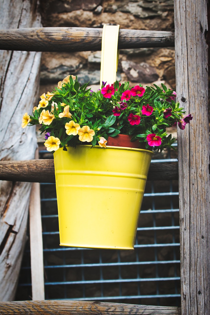 flowers  garden  head free photo