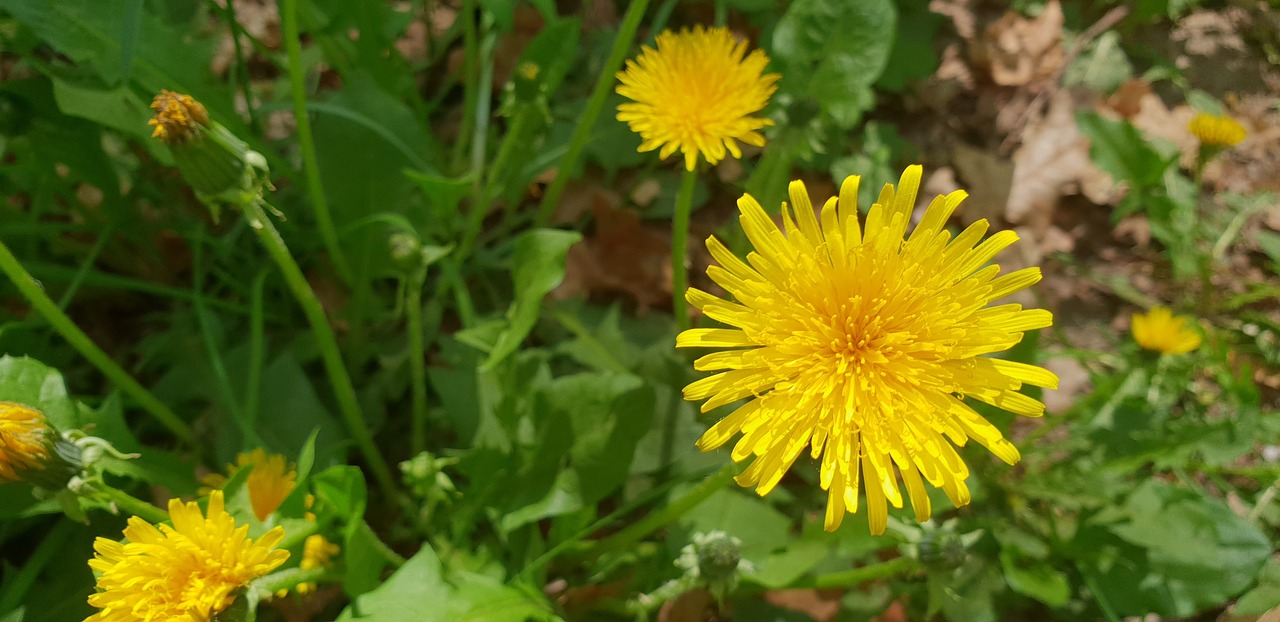 flowers  yellow  blossom free photo