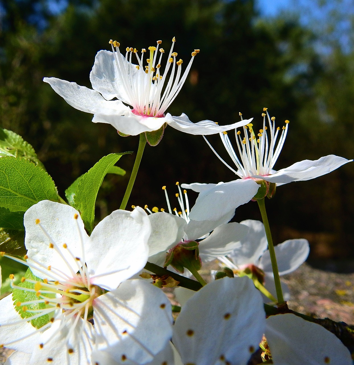 flowers  flowering  spring free photo