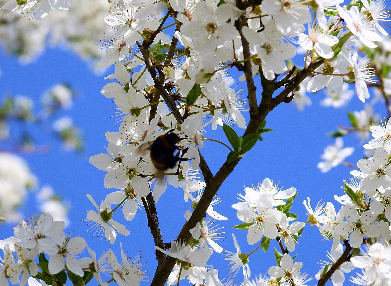 flowers  pollination  insect free photo