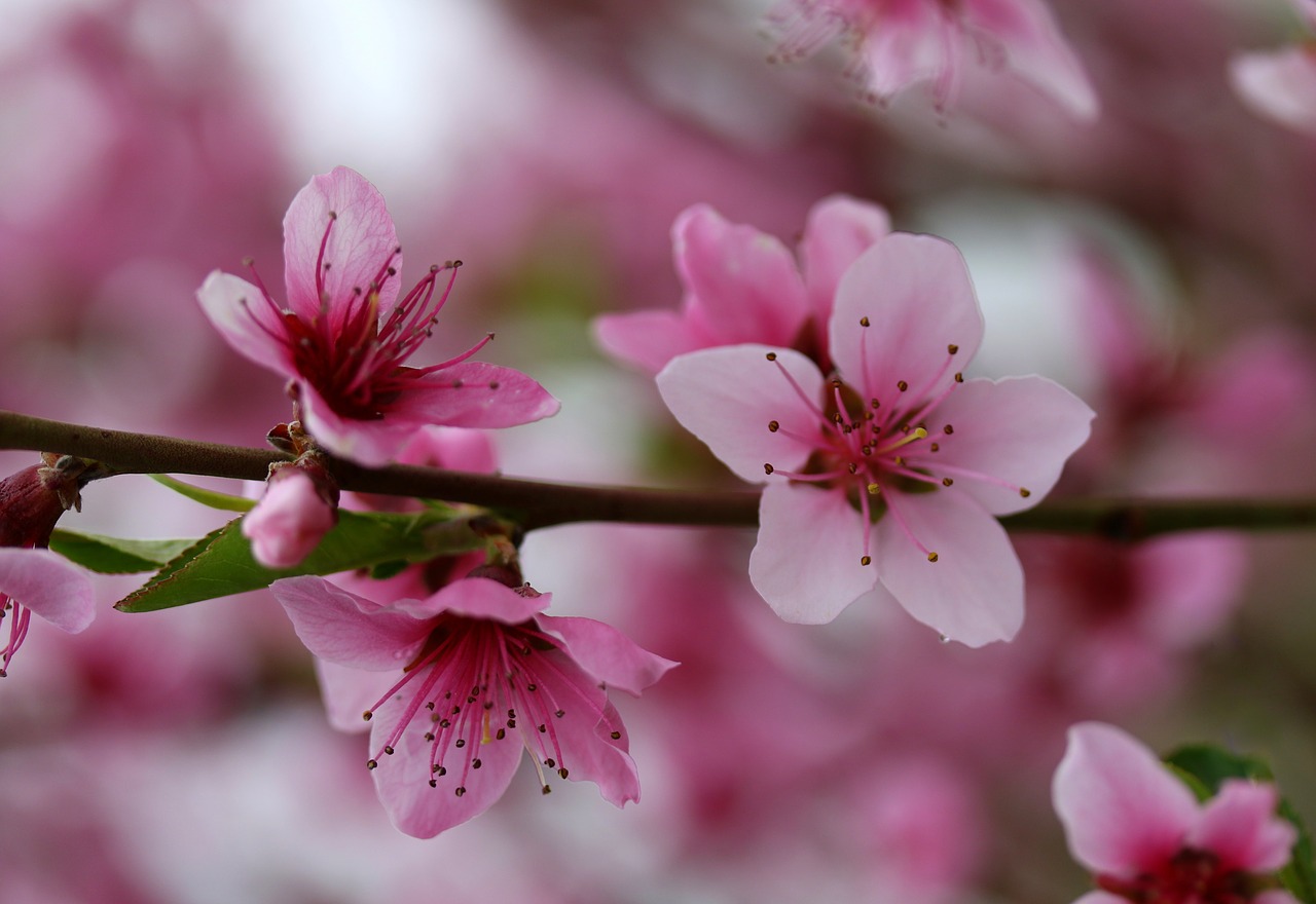 flowers  pink  casey free photo