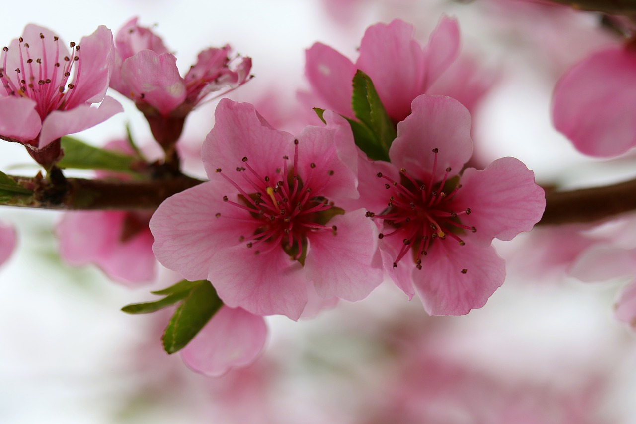 flowers  pink  casey free photo