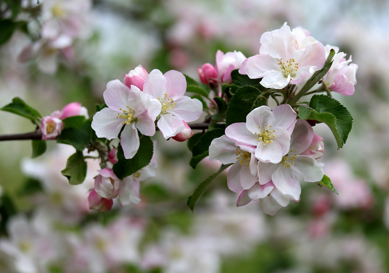 flowers  white  casey free photo